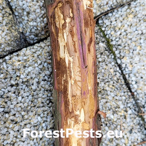 Lykokaz tujov&yacute;