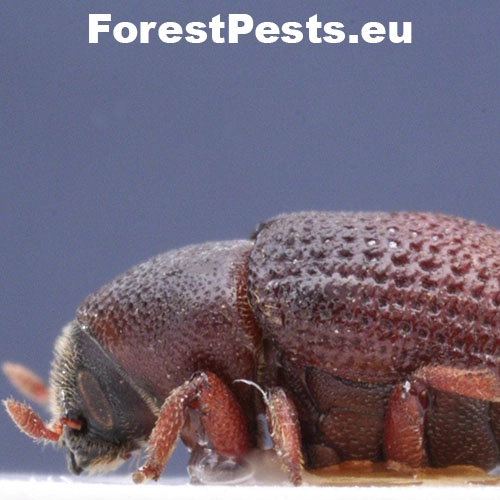 Lykokaz zrnit&yacute;