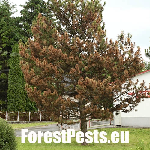 Lykožr&uacute;t borovicov&yacute; 