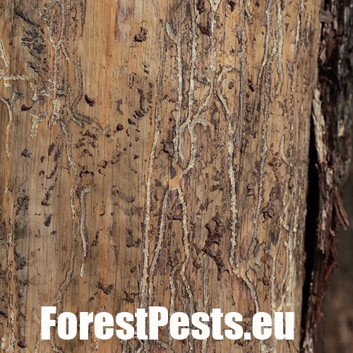 Lykožr&uacute;t borovicov&yacute; 