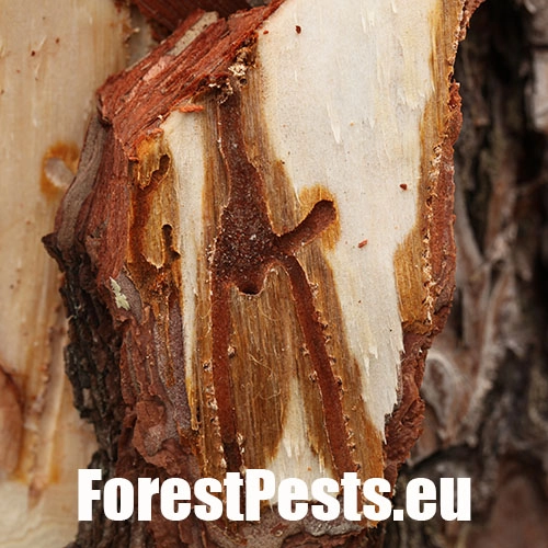 Lykožr&uacute;t borovicov&yacute; 