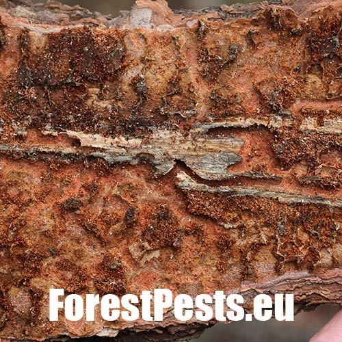 Lykožr&uacute;t borovicov&yacute; 