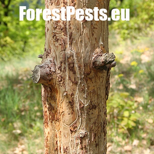 Lykožr&uacute;t borovicov&yacute; 