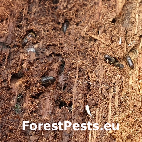 Lykožr&uacute;t dubov&yacute; Taphrorychus villifrons