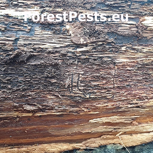 Lykožr&uacute;t dubov&yacute; Taphrorychus villifrons