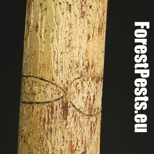 Lykožr&uacute;t korunov&yacute;