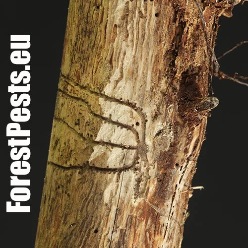 Lykožr&uacute;t korunov&yacute;