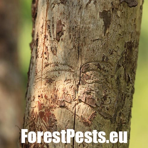 Lykožr&uacute;t leskl&yacute; 