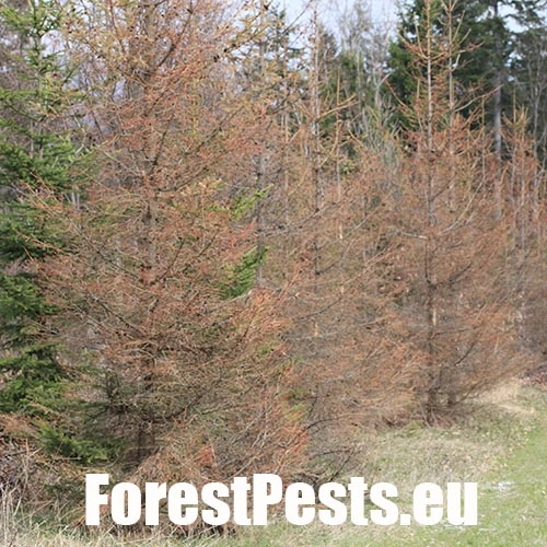 Lykožr&uacute;t leskl&yacute; 