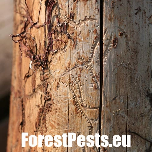 Lykožr&uacute;t leskl&yacute; 