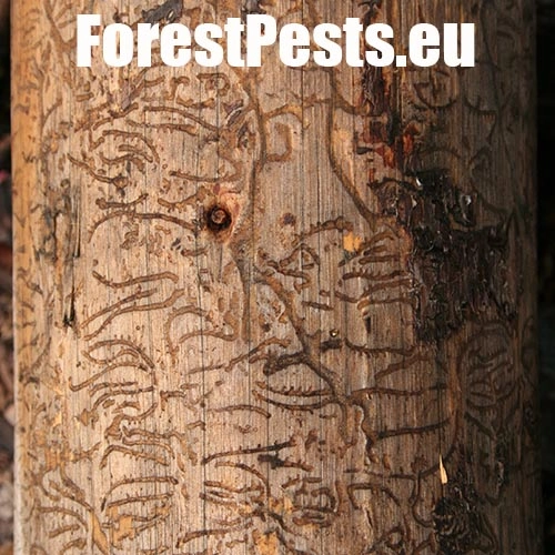 Lykožr&uacute;t leskl&yacute; 