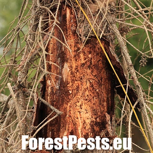 Lykožr&uacute;t leskl&yacute; 