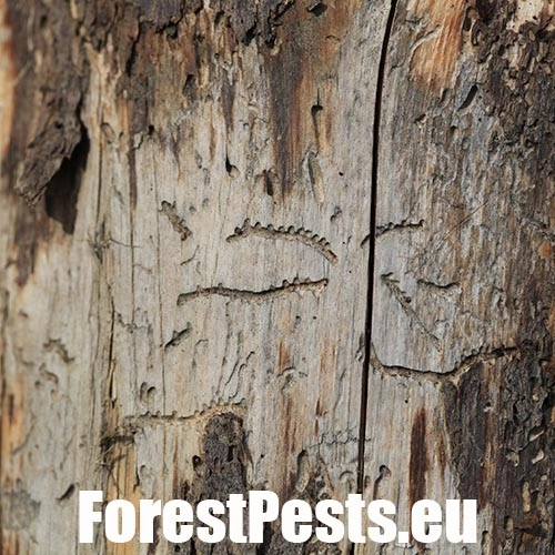 Lykožr&uacute;t leskl&yacute; 