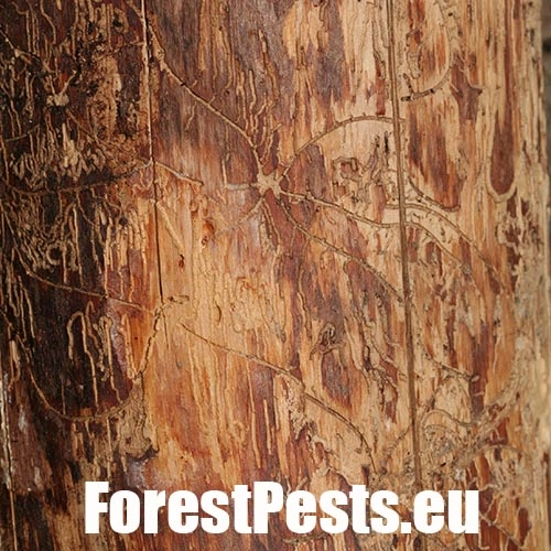 Lykožr&uacute;t obyčajn&yacute;