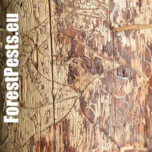 Lykožr&uacute;t obyčajn&yacute;