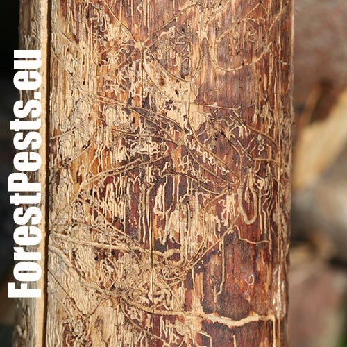 Lykožr&uacute;t obyčajn&yacute;