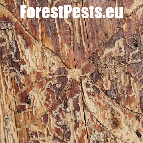 Lykožr&uacute;t obyčajn&yacute;