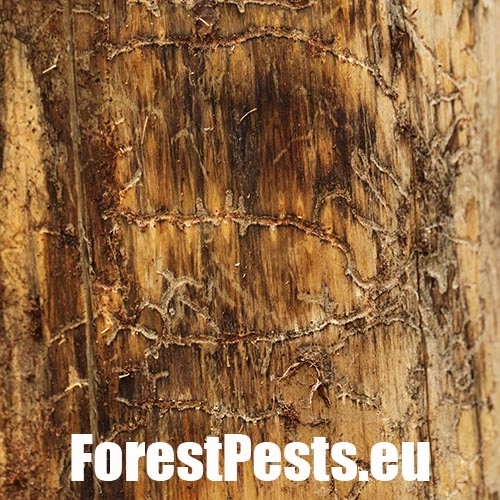 Lykožr&uacute;t Orthotomicus longicollis