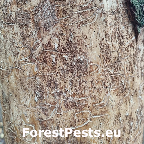 Lykožr&uacute;t prostredn&yacute;