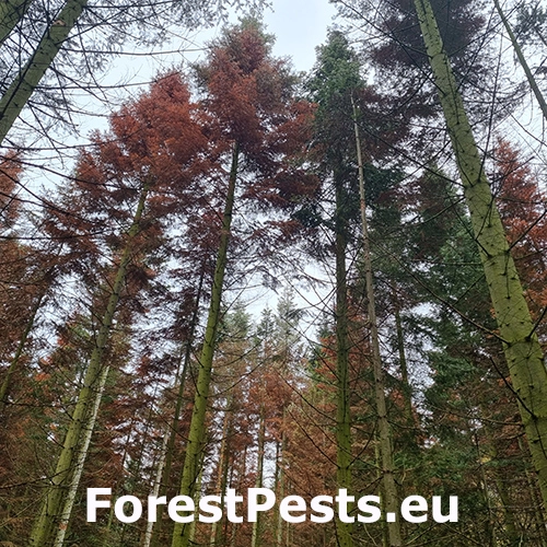 Lykožr&uacute;t prostredn&yacute;