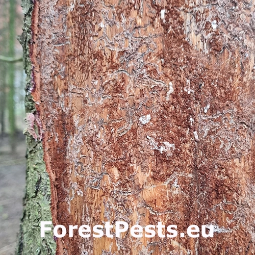 Lykožr&uacute;t prostredn&yacute;