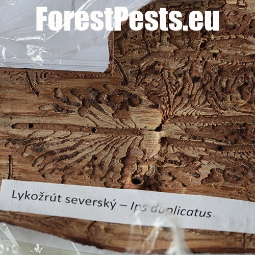 Lykožr&uacute;t seversk&yacute;