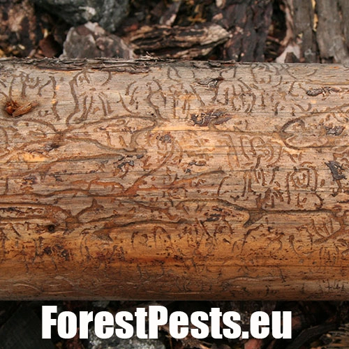 Lykožr&uacute;t smrečinov&yacute; 