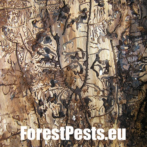 Lykožr&uacute;t smrečinov&yacute; 