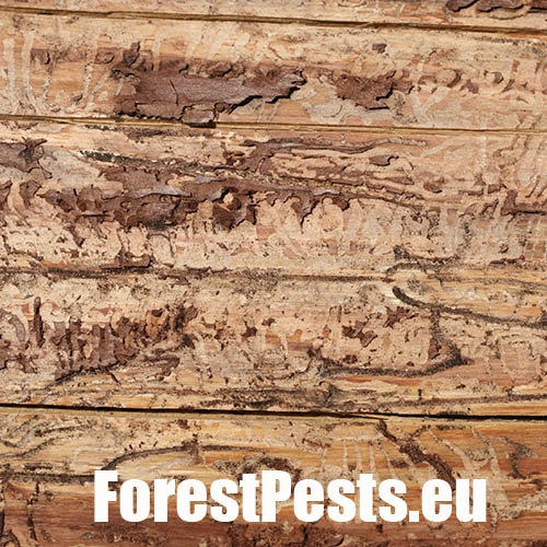 Lykožr&uacute;t smrekovcov&yacute;