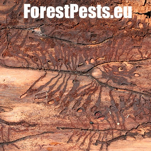 Lykožr&uacute;t smrekovcov&yacute;