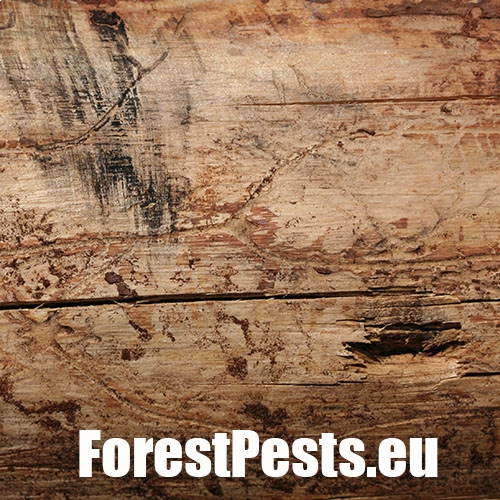 Požerok pod kôrou na kmeni. Foto : M.Zúbrik