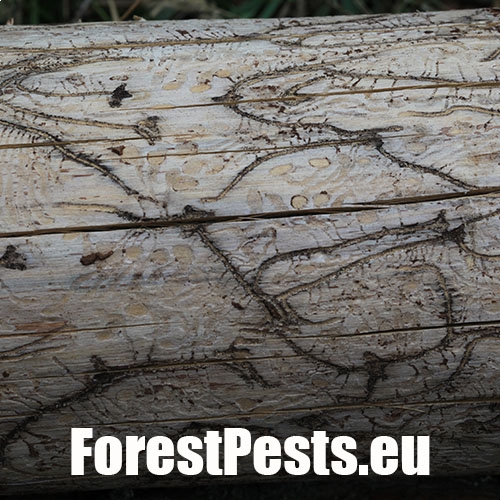 Požerok pod kôrou na kmeni. Foto : M.Zúbrik