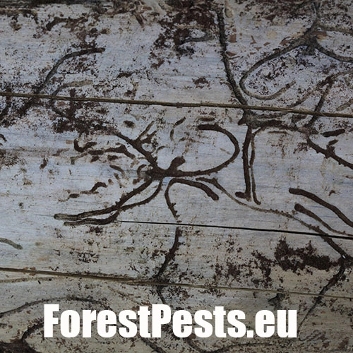 Požerok pod kôrou na kmeni. Foto : M.Zúbrik