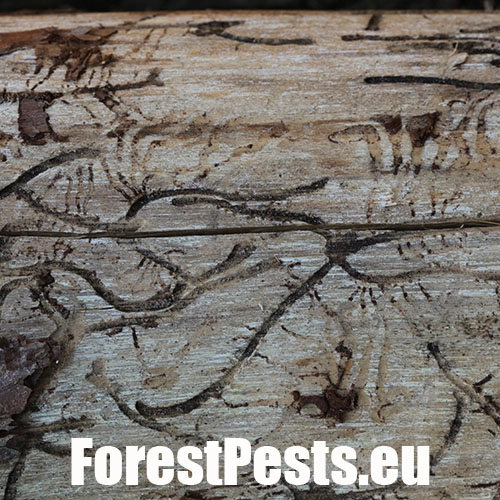 Lykožr&uacute;t smrekovcov&yacute;