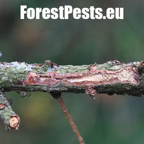 Lykožr&uacute;t smrekovcov&yacute;