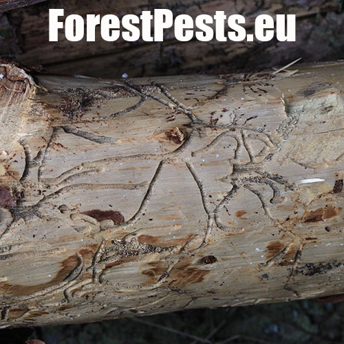 Lykožr&uacute;t smrekovcov&yacute;