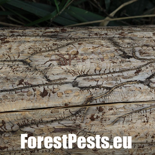 Lykožr&uacute;t smrekovcov&yacute;