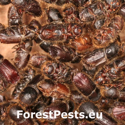 Lykožr&uacute;t smrekov&yacute;