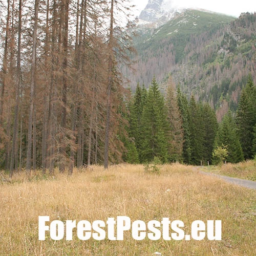 Lykožr&uacute;t smrekov&yacute;