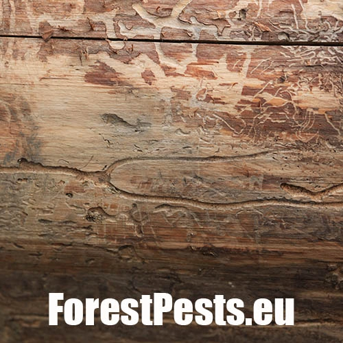 Lykožr&uacute;t smrekov&yacute;