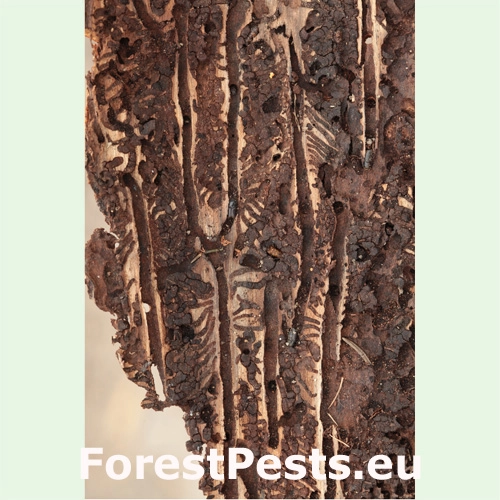 Lykožr&uacute;t smrekov&yacute;