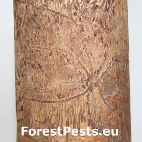 Lykožr&uacute;t &scaron;tvorzub&yacute;