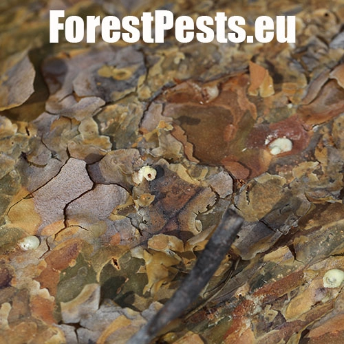 Lykožr&uacute;t vrcholcov&yacute; 