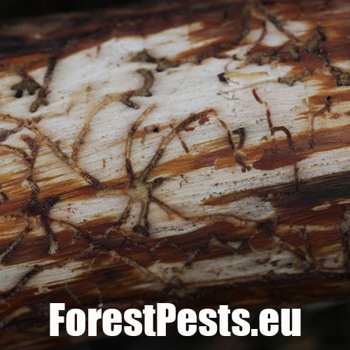 Lykožr&uacute;t vrcholcov&yacute; 