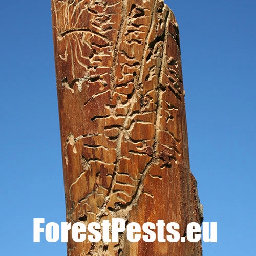 Lykožr&uacute;t vrcholcov&yacute; 