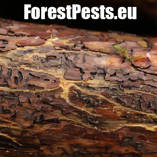 Lykožr&uacute;t vrcholcov&yacute; 