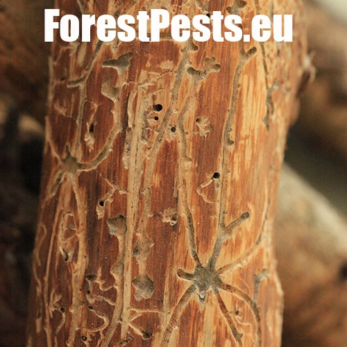 Lykožr&uacute;t vrcholcov&yacute; 