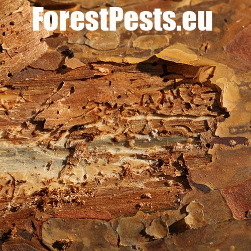 Lykožr&uacute;t vrcholcov&yacute; 