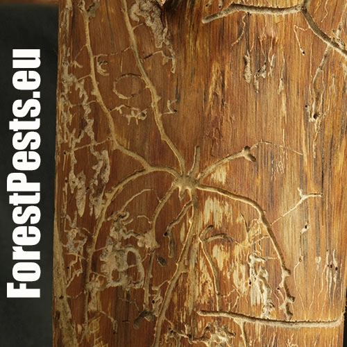 Lykožr&uacute;t vrcholcov&yacute; 