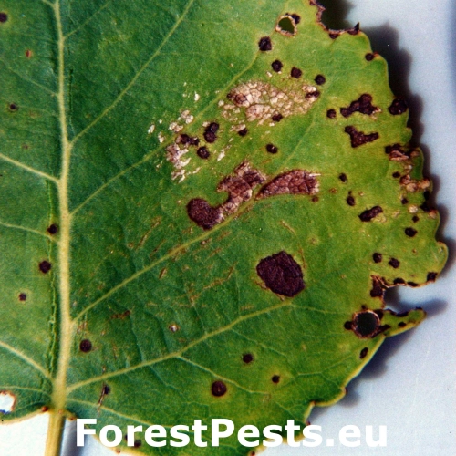 Marson&iacute;na topoľov&aacute;